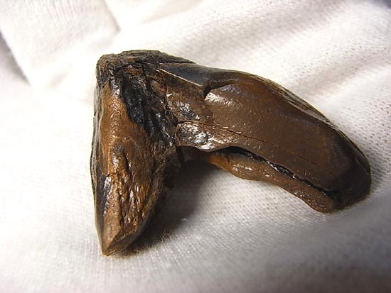 希少化石！トリケラトプスのダブルルート歯（その5）
