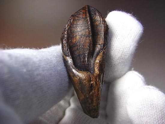 希少化石！トリケラトプスのダブルルート歯（その6）