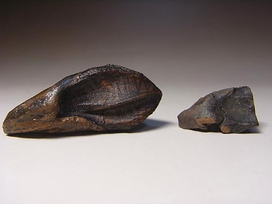 希少化石！トリケラトプスのダブルルート歯（その9）