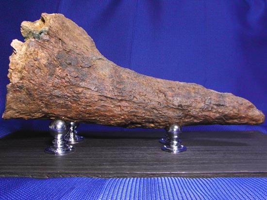 頭骨の一部まで保存！トリケラトプスの角（ツノ）化石（その1）