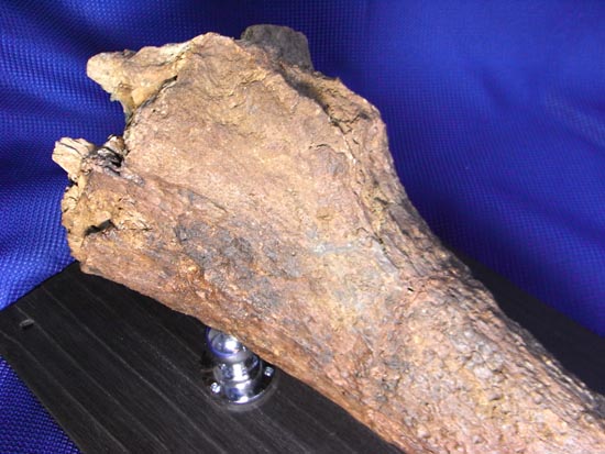 頭骨の一部まで保存！トリケラトプスの角（ツノ）化石（その10）