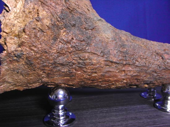 頭骨の一部まで保存！トリケラトプスの角（ツノ）化石（その11）