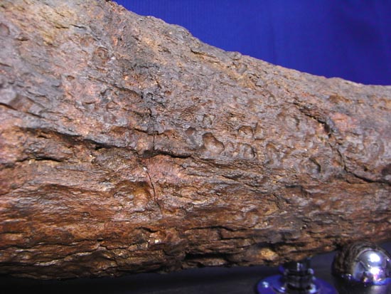 頭骨の一部まで保存！トリケラトプスの角（ツノ）化石（その12）