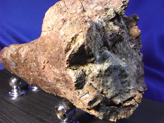 頭骨の一部まで保存！トリケラトプスの角（ツノ）化石（その15）