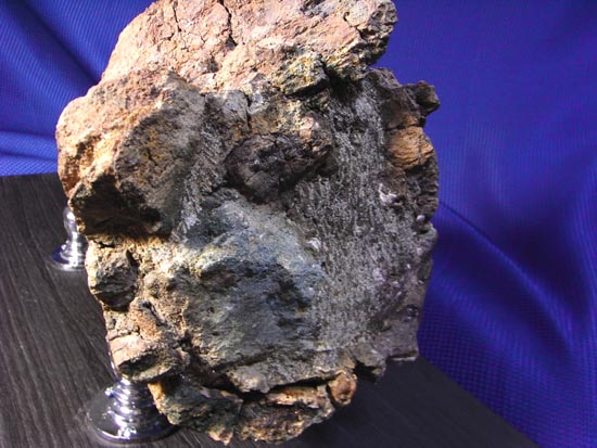 頭骨の一部まで保存！トリケラトプスの角（ツノ）化石（その16）