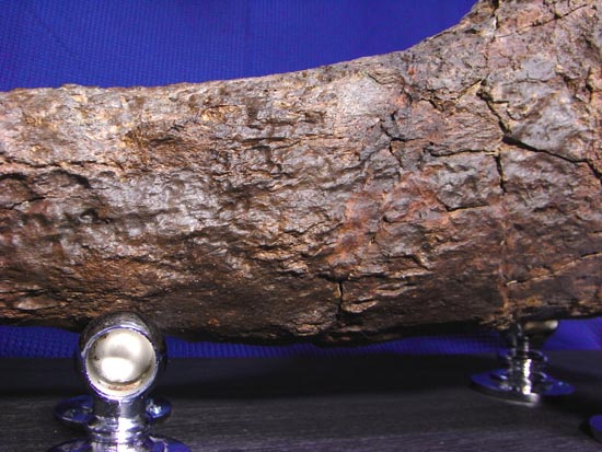 頭骨の一部まで保存！トリケラトプスの角（ツノ）化石（その17）