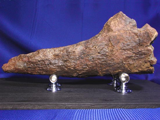 頭骨の一部まで保存！トリケラトプスの角（ツノ）化石（その2）