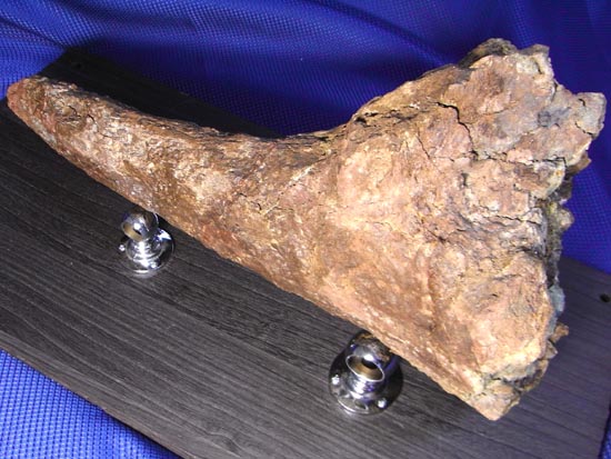 頭骨の一部まで保存！トリケラトプスの角（ツノ）化石（その20）