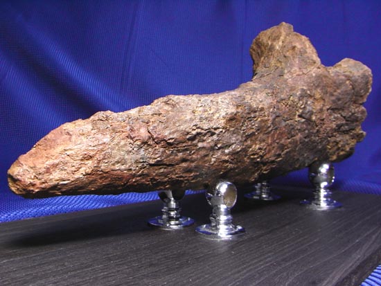 頭骨の一部まで保存！トリケラトプスの角（ツノ）化石（その4）