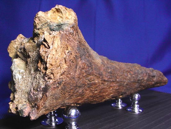 頭骨の一部まで保存！トリケラトプスの角（ツノ）化石（その5）