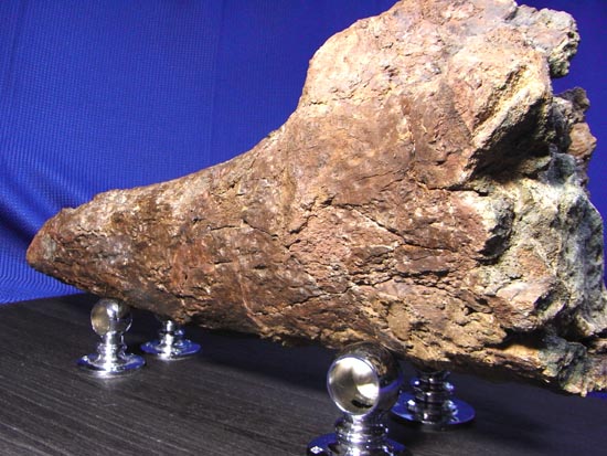 頭骨の一部まで保存！トリケラトプスの角（ツノ）化石（その6）