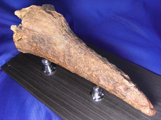 頭骨の一部まで保存！トリケラトプスの角（ツノ）化石（その7）