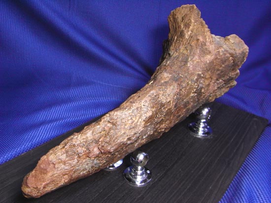 頭骨の一部まで保存！トリケラトプスの角（ツノ）化石（その8）