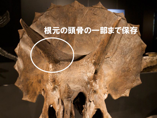 頭骨の一部まで保存！トリケラトプスの角（ツノ）化石（その9）