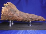 頭骨の一部まで保存！トリケラトプスの角（ツノ）化石