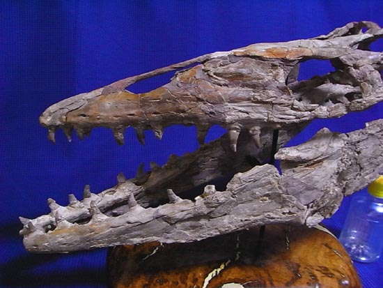 90％オリジナル！モササウルス類のプラテカルプス頭骨（その3）