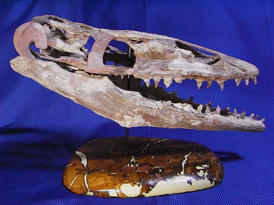 90％オリジナル！モササウルス類のプラテカルプス頭骨（その5）