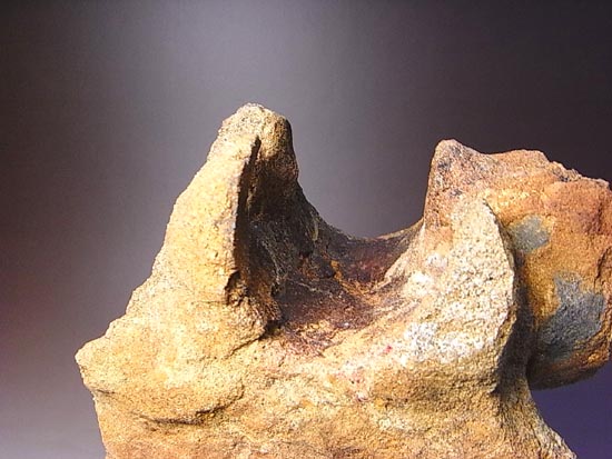 非常にきれいなティラノサウルスの脊椎骨（その4）