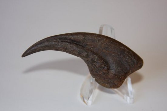 ドロマエオサウルスのフットクロウ（その2）