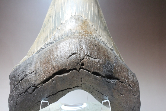 15cmオーバのメガロドン巨大歯。全てにおいてハイレベル。サイズ・エナメル・セレーション、そして厚み。（その13）