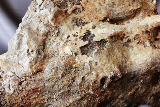 余裕で100cmオーバ、なんとトリケラトプスの首化石（５つの連体化石!!!）（その11）