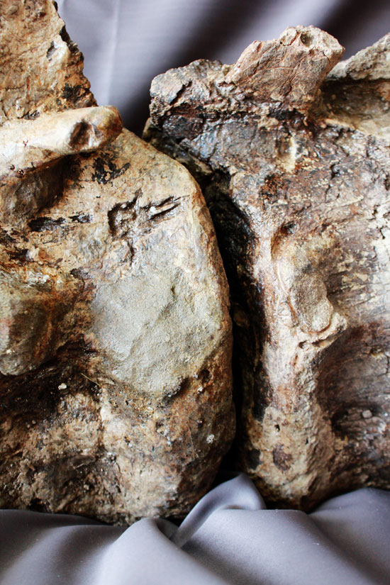 余裕で100cmオーバ、なんとトリケラトプスの首化石（５つの連体化石!!!）（その7）