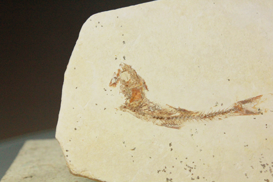 5000万年前の魚化石（その2）