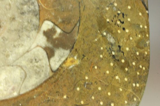祖先型アンモナイト！ゴニアタイトのまあるいプレート標本化石（その12）
