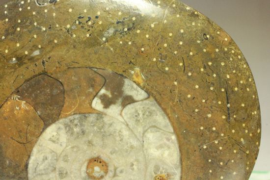 祖先型アンモナイト！ゴニアタイトのまあるいプレート標本化石（その15）