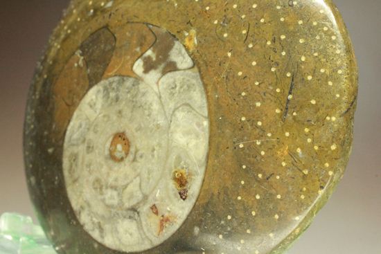 祖先型アンモナイト！ゴニアタイトのまあるいプレート標本化石（その16）