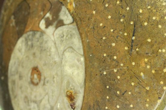 祖先型アンモナイト！ゴニアタイトのまあるいプレート標本化石（その17）