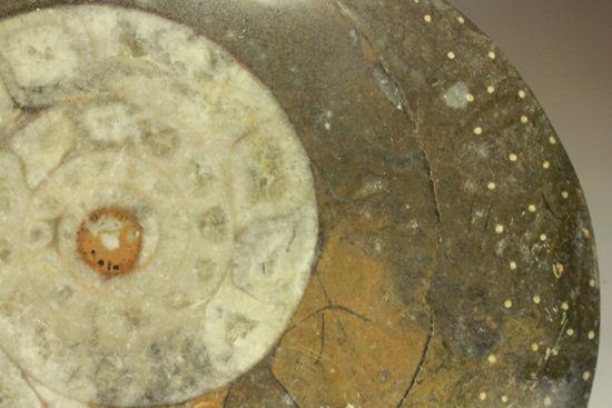 祖先型アンモナイト！ゴニアタイトのまあるいプレート標本化石（その4）