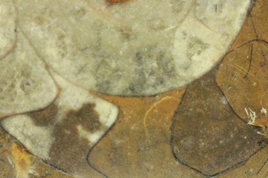 祖先型アンモナイト！ゴニアタイトのまあるいプレート標本化石（その7）