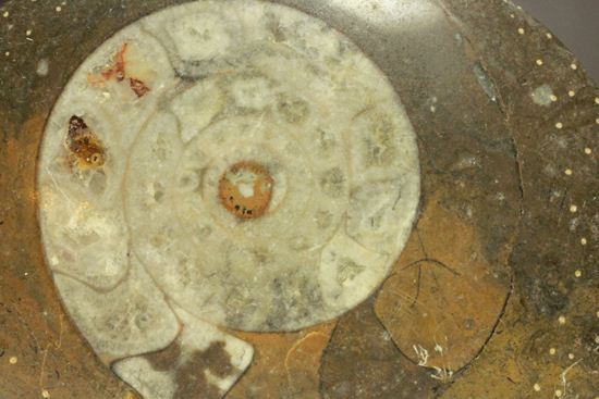 祖先型アンモナイト！ゴニアタイトのまあるいプレート標本化石（その8）