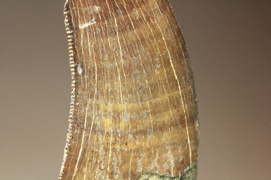 ティラノサウルス幼体の歯化石（その15）