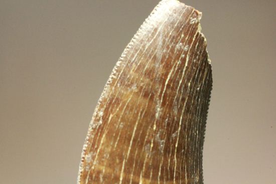 ティラノサウルス幼体の歯化石（その19）