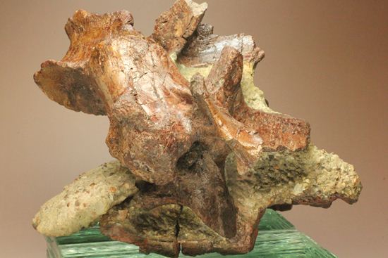 希少性の極み、アロサウルスの脊椎骨（モリソン層）（その19）