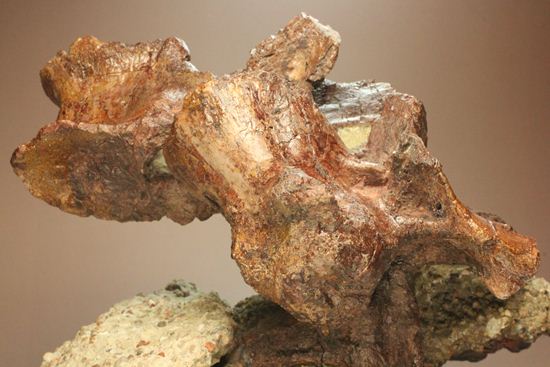 希少性の極み、アロサウルスの脊椎骨（モリソン層）（その2）