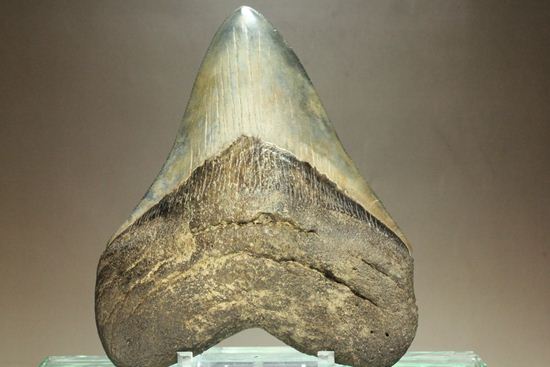 13cm級、美しいメガロドン歯化石。セレーション全残り（その1）