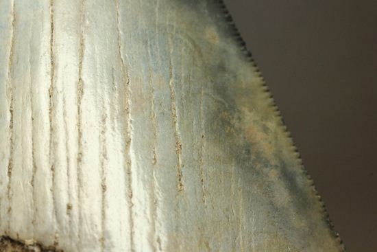 13cm級、美しいメガロドン歯化石。セレーション全残り（その10）