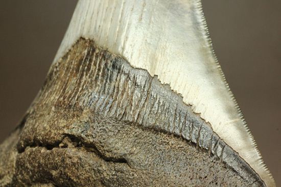 13cm級、美しいメガロドン歯化石。セレーション全残り（その12）