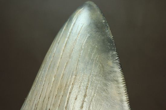 13cm級、美しいメガロドン歯化石。セレーション全残り（その14）