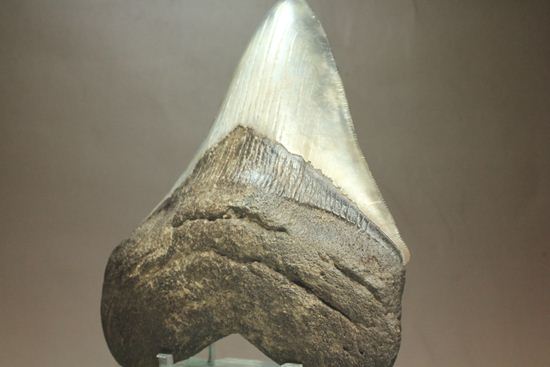 13cm級、美しいメガロドン歯化石。セレーション全残り（その15）