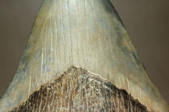 13cm級、美しいメガロドン歯化石。セレーション全残り（その4）