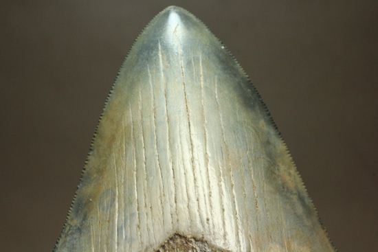 13cm級、美しいメガロドン歯化石。セレーション全残り（その5）