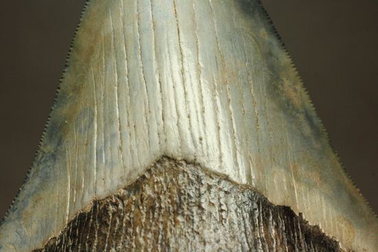 13cm級、美しいメガロドン歯化石。セレーション全残り（その6）