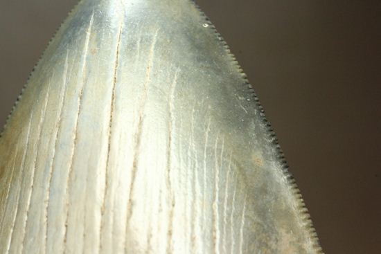 13cm級、美しいメガロドン歯化石。セレーション全残り（その9）