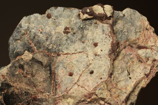 アンキロサウルスの装甲板の化石（その3）