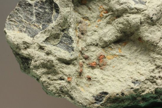 アンキロサウルスの装甲板の化石（その12）