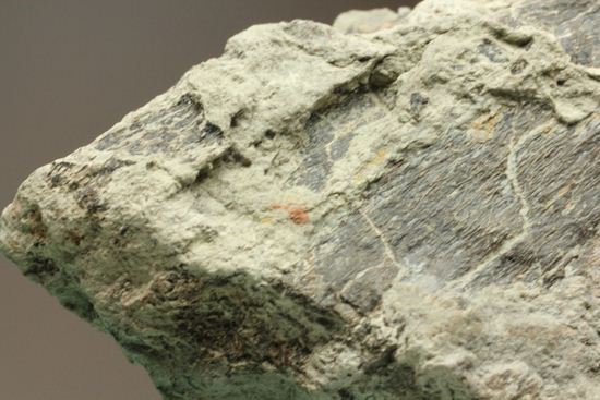 アンキロサウルスの装甲板の化石（その2）